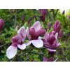 Magnolie liliokvětá 'Nigra'  Magnolia liliiflora 'Nigra'