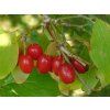 cornus mas2