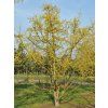 cornus mas
