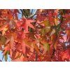 Ambroň západní  Liquidambar styraciflua