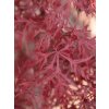 garnet 4