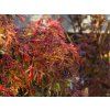 Acer Dissectum Garnet (1)