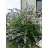 87575 4 komule davidova wisteria lane