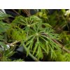 Acer Green Cascade (1)