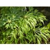 Acer Green Cascade (3)