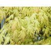 Acer Peaches and Cream2 (1)