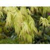 Acer Peaches and Cream2 (2)