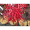 red dragon