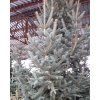 Smrk ztepil� �Magnifica� (Balen� bal, Tvar v��ka 300-350cm)
