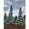 Picea pungens Hoopsii