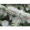Picea pungens Hoopsii (3)