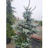 Picea pungens Hoopsii (2)
