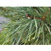 Pinus sylvestris 'Fastigiata Glauca' (2)