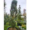 Pinus sylvestris 'Fastigiata Glauca' (4)