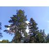 Douglaska tisolistá  Pseudotsuga menziesii