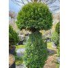 Tis �erven� (Balen� kontejner C90, Tvar v��ka 160-180cm, tvar 'houba')