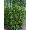 Tis prostřední 'Hicksii'  Taxus media 'Hicksii'