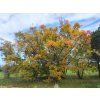 Acer ginnala