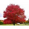 rubrum