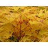 Javor dlanitolistý 'Sangokaku'  Acer palmatum 'Sangokaku'