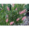 Jochovec olšolistý 'Pink Spire'  Clethra alnifolia 'Pink Spire'