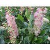 Jochovec olšolistý 'Ruby Spice'  Clethra alnifolia 'Ruby Spice'