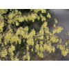 l�sk2
