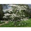 cornus florida2