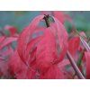 euonymus alatus little moses odom