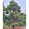 pinus nigra 4