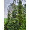 Abies koreana Silberlocke (2)