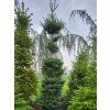 Abies koreana Silberlocke (1)