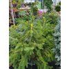 Smrk omorika (Balen� bal nebo kontejner, Tvar v��ka 250-300cm)