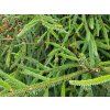 Picea orientalis (2)