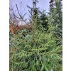 Picea orientalis (1)
