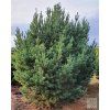 pinus sylvestris Watereri (1)