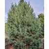 pinus sylvestris Watereri (2)