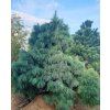 Pinus wallichiana
