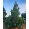 Pinus wallichiana3