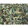 Cesmína ostrolistá 'Ferox Argentea'  Ilex aquifolium 'Ferox Argentea'