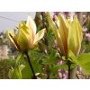 Magnolie 'Hattie Carthan'  Magnolia brooklynensis 'Hattie Carthan'