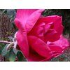 Magnolie 'Felix Jury'  Magnolia 'Felix Jury'