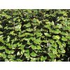 Hlošina Ebbingeova 'Vivelegh'  Elaeagnus x ebbingei 'Viveleg'