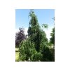Buk lesní 'Pendula'  Fagus sylvatica 'Pendula'