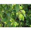 Buk lesní 'Pendula'  Fagus sylvatica 'Pendula'
