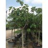ficus2