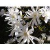 88313 magnolie hvezdokveta