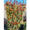 Bl�skavka Fraserova �Red Robin� (Balen� kontejner C45)
