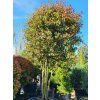 Bl�skavka Fraserova �Red Robin� (Balen� kontejner C45)