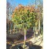 Bl�skavka Fraserova �Red Robin� (Balen� kontejner C45)